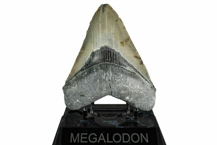 Serrated, Fossil Megalodon Tooth - North Carolina #349355